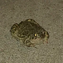 Great Plains Toad thumbnail 2
