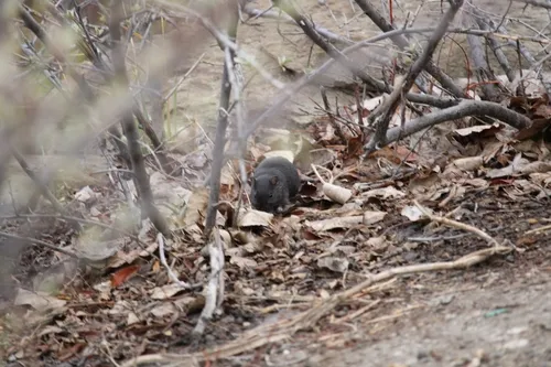 Common Degu