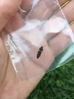 Ampedus oblessus thumbnail 3