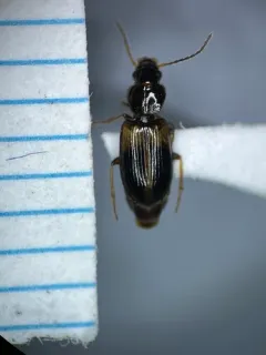 Midday Harp Ground Beetle thumbnail 4