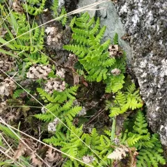 goldback fern thumbnail 4