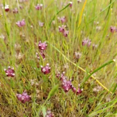 cowbag clover thumbnail 3