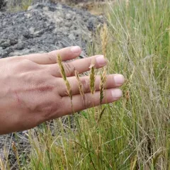 sweet vernal grass thumbnail 4