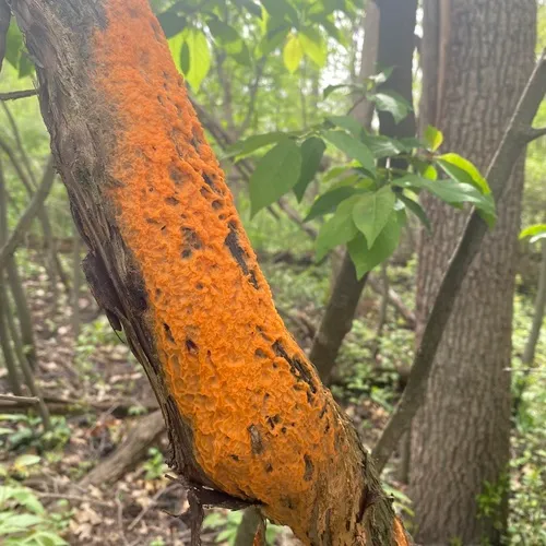 deer vomit