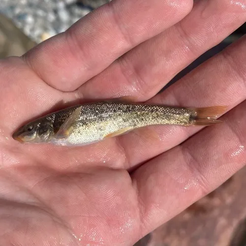 Longnose Dace