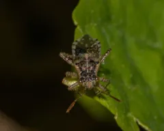Brachycarenus tigrinus thumbnail 2
