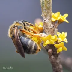Orange-legged Miner Bee thumbnail 3