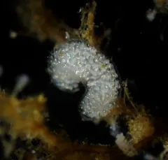 Rocky Aeolid thumbnail 2