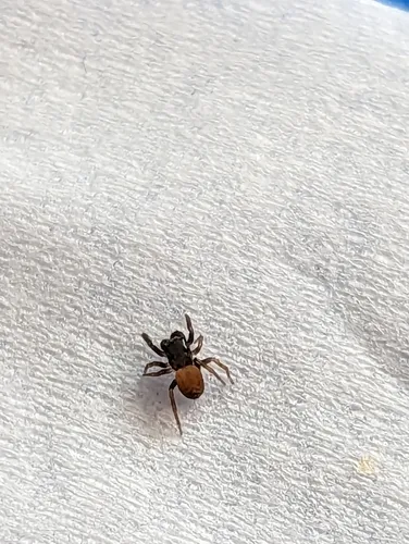 Nell's Tiny Jumping Spider