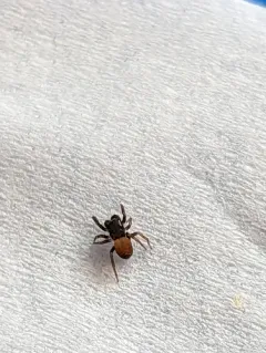 Nell's Tiny Jumping Spider thumbnail 1