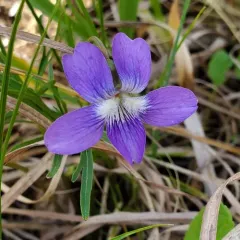 Prairie Violet thumbnail 3