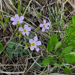 violet woodsorrel thumbnail 4
