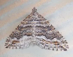 Perizoma custodiata thumbnail 3