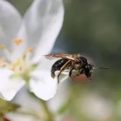 Nude Mining Bee thumbnail 4