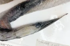 Stout Sawpalate thumbnail 3