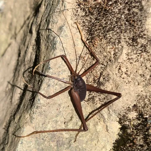 Square-legged Camel Cricket