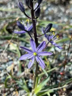 Howell's camas thumbnail 2