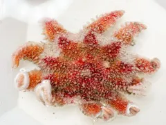 Crossaster squamatus thumbnail 2