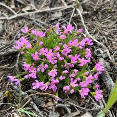 Mountain Douglasia thumbnail 4
