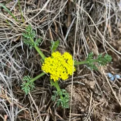 leafy wildparsley thumbnail 3