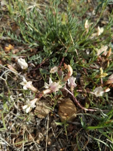 Trout Creek Milkvetch