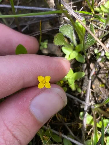 timwort