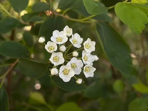 Threelobe Spirea