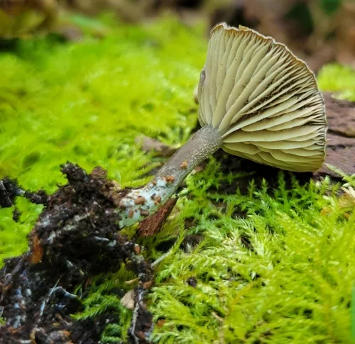 Rhodocybe aureicystidiata