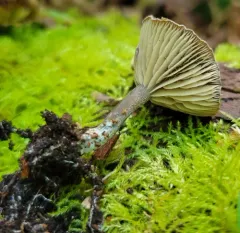 Rhodocybe aureicystidiata thumbnail 1