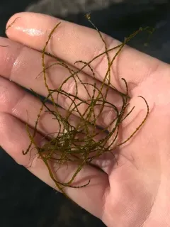Lemanea fluviatilis thumbnail 3