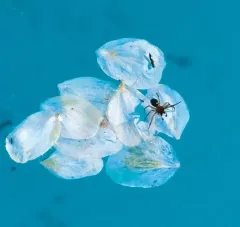 Enoplognatha thoracica thumbnail 2