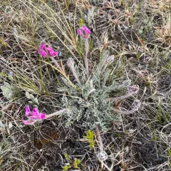 Hare's-foot Point-vetch thumbnail 3