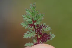 stork's-bill chytrid thumbnail 2