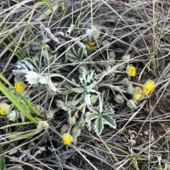 Early Cinquefoil thumbnail 4