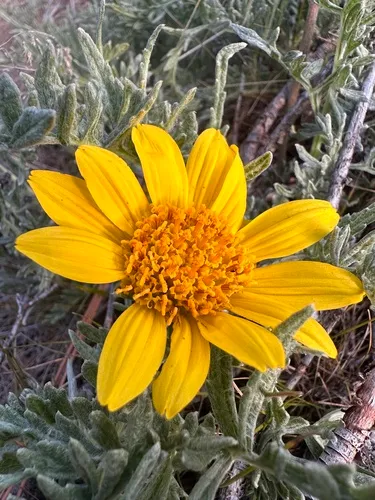 woolly balsamroot