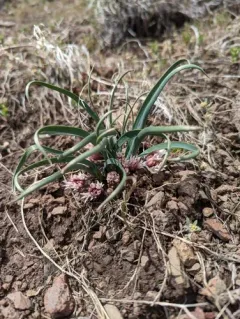 dotted onion thumbnail 3