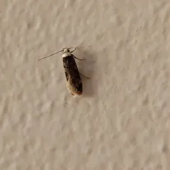 White-shouldered House Moth thumbnail 4