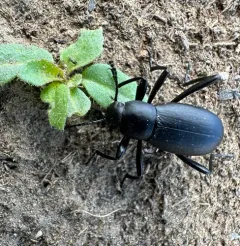 Extricated Darkling Beetle thumbnail 2