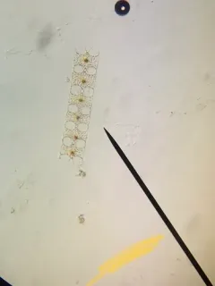 Hobaniella longicruris thumbnail 2