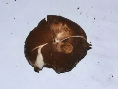 Pocket-stalked russula thumbnail 1