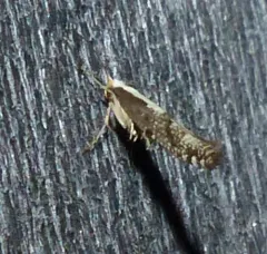 Apple Fruit Moth thumbnail 1