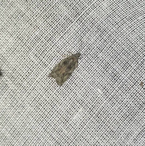 Maple Twig Borer Moth