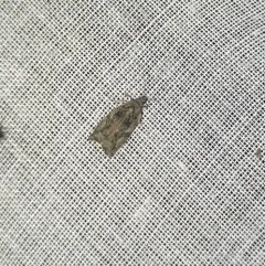 Maple Twig Borer Moth thumbnail 1