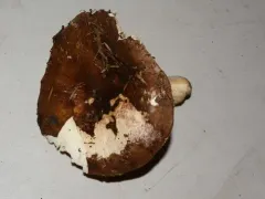 Russula sierrensis thumbnail 4