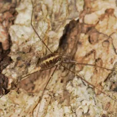 Caddo agilis thumbnail 4