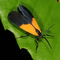 Black-and-yellow Lichen Moth thumbnail 2