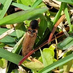 Collared Click Beetle thumbnail 4
