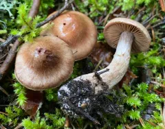 Cortinarius brunneovernus thumbnail 3