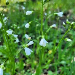 bulbous cress thumbnail 2