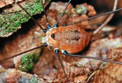 Aldrich's Harvestman thumbnail 3